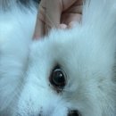 힐링버블 | 강아지 출장 목욕 힐링버블 후기