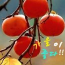 홍시