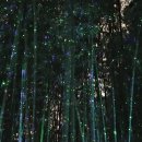 대숲사이 이미지