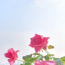 수양산업사 | 양명학 (陽明學)의 주장에 대해