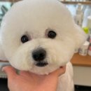 살롱드도만 이미지