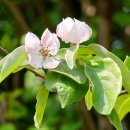 마르멜로 카카오 검색결과