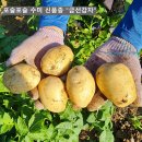 포슬포슬 수미 신품종 "금선감자" 50% 맛보기 이벤트 이미지