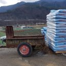 횡성농산농장 | 마늘 잎끝마름병이 생기려나봅니다