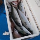 녹산등대가는길 | 거문도 1박2일 녹산등대 트래킹 갈치조림 모듬회