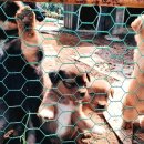 머루다래 이미지