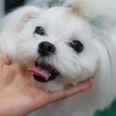 위드퍼피 애견미용실 이미지