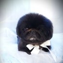 몬스터 페키니즈 네이버블로그