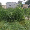 회인초등학교 이미지