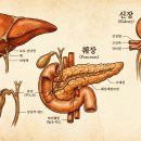 건강초음파 이미지