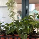 생활원예(반려식물) | 생활원예·홈가드닝 프로그램 후기 | 식물관리 강사 정글라(Jungla)의 반려식물 클래스