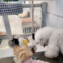 베벌리 도그 이미지