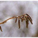 오리나무 이미지