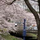 하천섬(주차장) | 2026 울산 벚꽃 명소 무거천 실시간 개화 현황