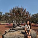 알파카정비 | 제주도 가족여행 필수 코스 - 기차 타고 떠나는 숲속 동화 마을 에코랜드 테마파크 알파카 &amp; 흑비양 후기