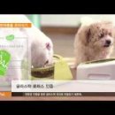 오펫 | 글라스락, 안심하고 쓸 수 있는 깨끗한 반려동물 유리식기 '오펫' 후기