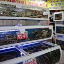 강구신대교 이미지