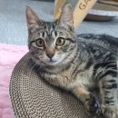 고양이 희망이가 센터 생활 10개월만에 집밥을 먹으러 갑니다. 이미지