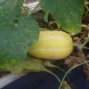 황산5일시장 이미지