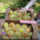 청도자연미인