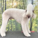 븜프그루밍 이미지