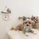 참견(犬) 이미지