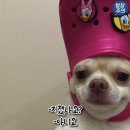 의정부도시공사 이동지원센터 | [의정부 종합운동장] 비닐하우스 트랙 이용방법 +시간