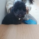 아르멍미르멍 이미지