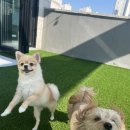 패밀리애견 이미지