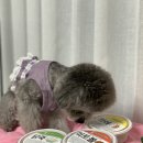 펫마마스푸드 이미지