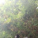 명품소나무길 이미지