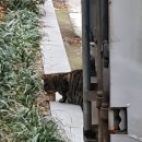 길고양이 밥주시는 분이나 고양이 키우시는분 봐주세용~ 이미지