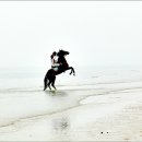 압해목장 이미지