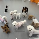 밤밤 애견유치원 이미지