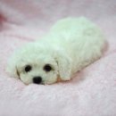 복실복실 이미지