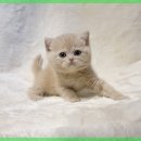 그루밍캐터리 이미지