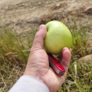 평원 태양광발전소 이미지