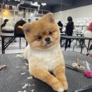 동일애견샵 이미지