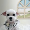 핫도그몽실 이미지