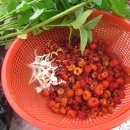 산딸기목장 이미지