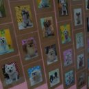 개털깎는집 이미지