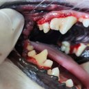 하안동물병원 이미지