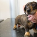 광주첨단YB동물병원 이미지