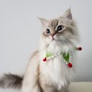 24시 바덴동물메디컬 이미지