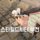 파크존소사 | 스타필드 시티 부천 펫파크 부천 애견동반 스타필드 애견동반