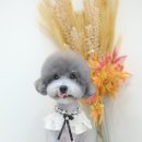 담담 그루밍 샵 이미지