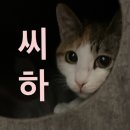 만화학당(스톱모션 애니메이션) | [실기꿀팁·기출문제] 서울예술대학교 영상학부 방송영상전공 작문 시험 ➡️ 🍯팁 대방출~