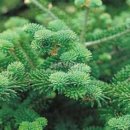 늘 푸른 나무 이미지