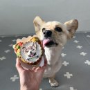팜팜스토어 | 강아지 케이크 댕댕한멍 팜팜 댕타르트