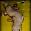 필리핀 도마뱀붙이 (불쌍한 넘~) 이미지